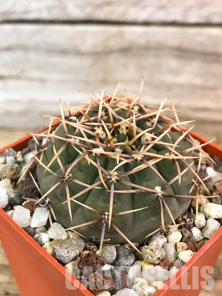 SHPR4586 Gymnocalycium stellatum v. paucispinum, Argentina - Image 3
