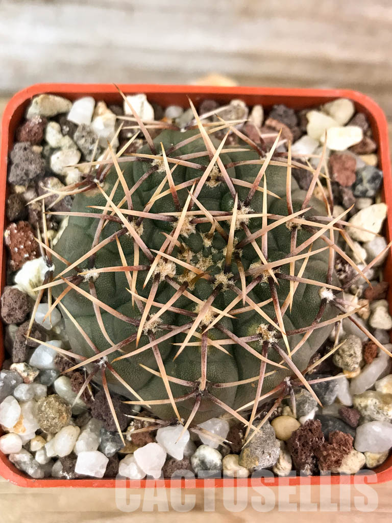 SHPR4586 Gymnocalycium stellatum v. paucispinum, Argentina