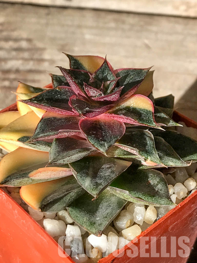 SHPR4595 Echeveria purpusorum 'Monocerotis' variegated - 画像 (3)