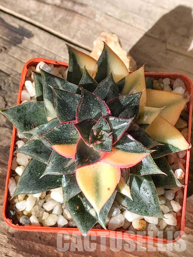 SHPR4595 Echeveria purpusorum 'Monocerotis' variegated