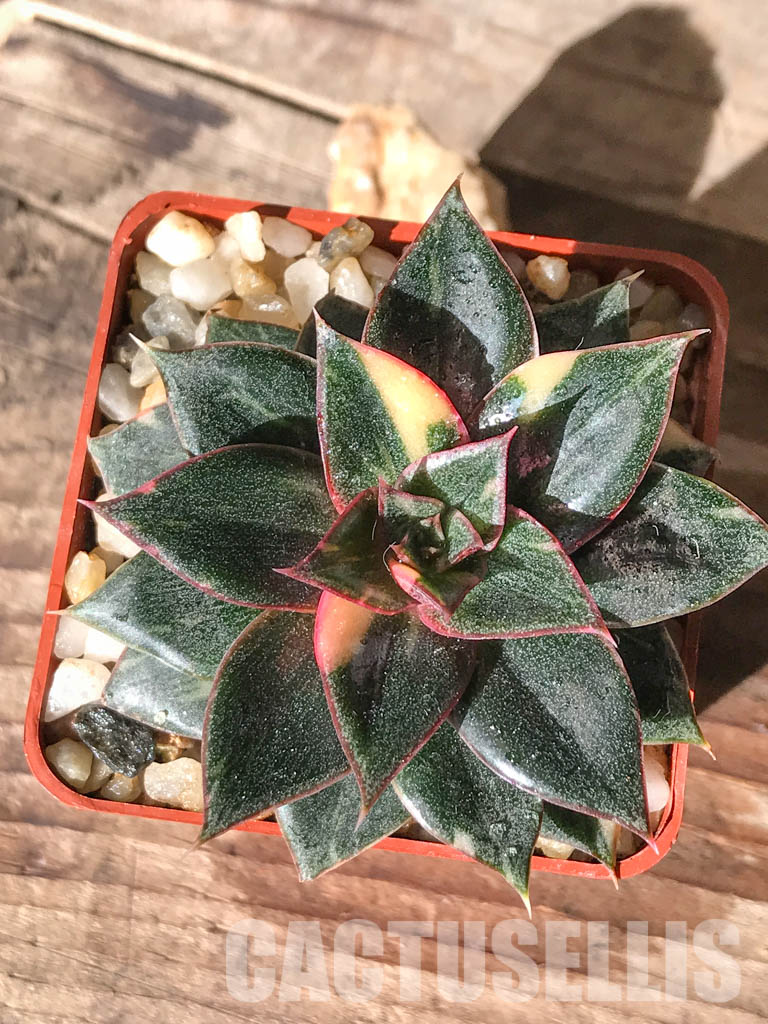 SHPR4595 Echeveria purpusorum 'Monocerotis' variegated - 画像 (5)