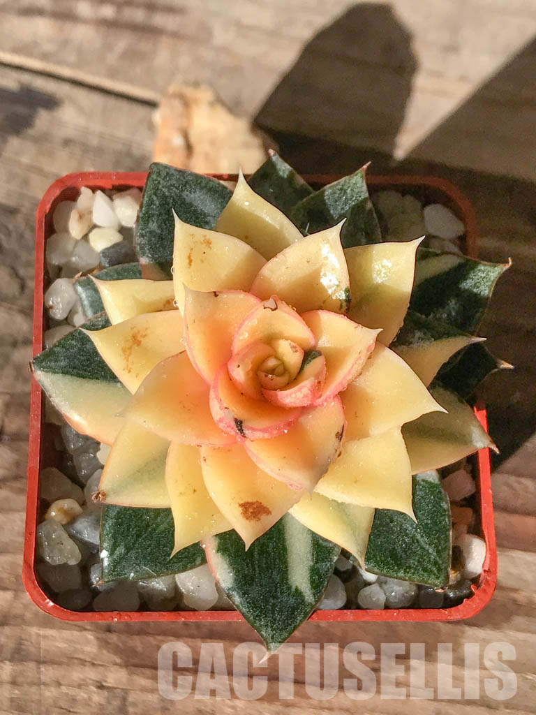 SHPR4595 Echeveria purpusorum 'Monocerotis' variegated - 画像 (6)