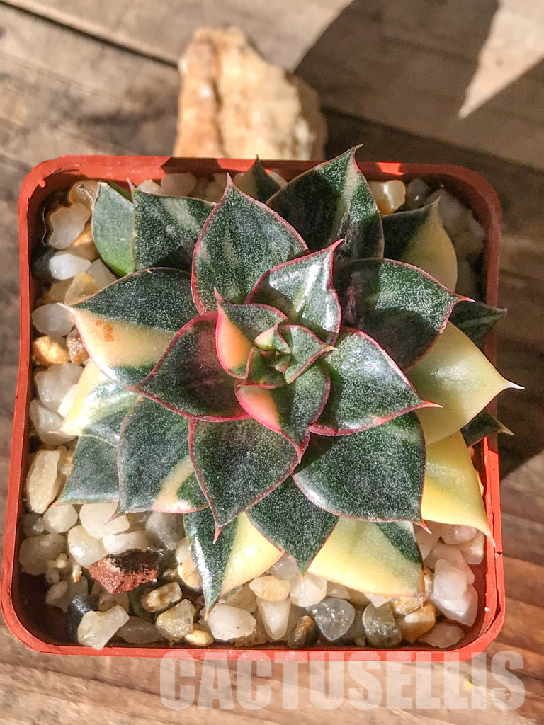 SHPR4595 Echeveria purpusorum 'Monocerotis' variegated - 画像 (7)