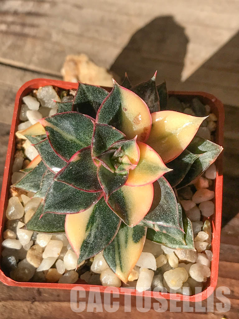 SHPR4595 Echeveria purpusorum 'Monocerotis' variegated - 画像 (8)