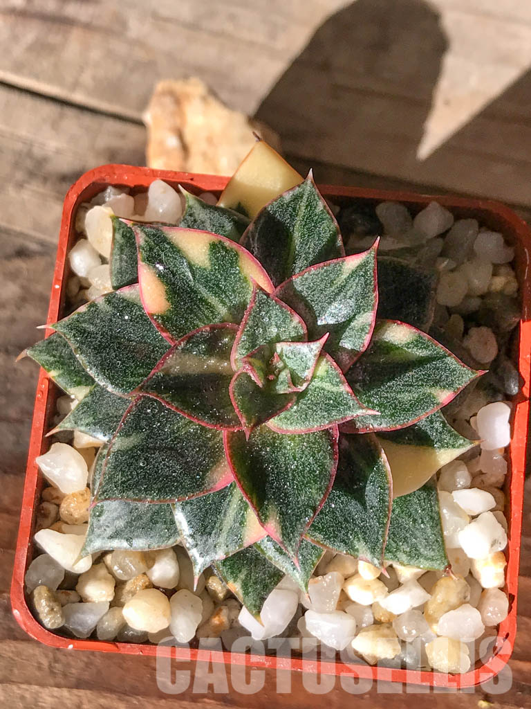 SHPR4595 Echeveria purpusorum 'Monocerotis' variegated - 画像 (9)