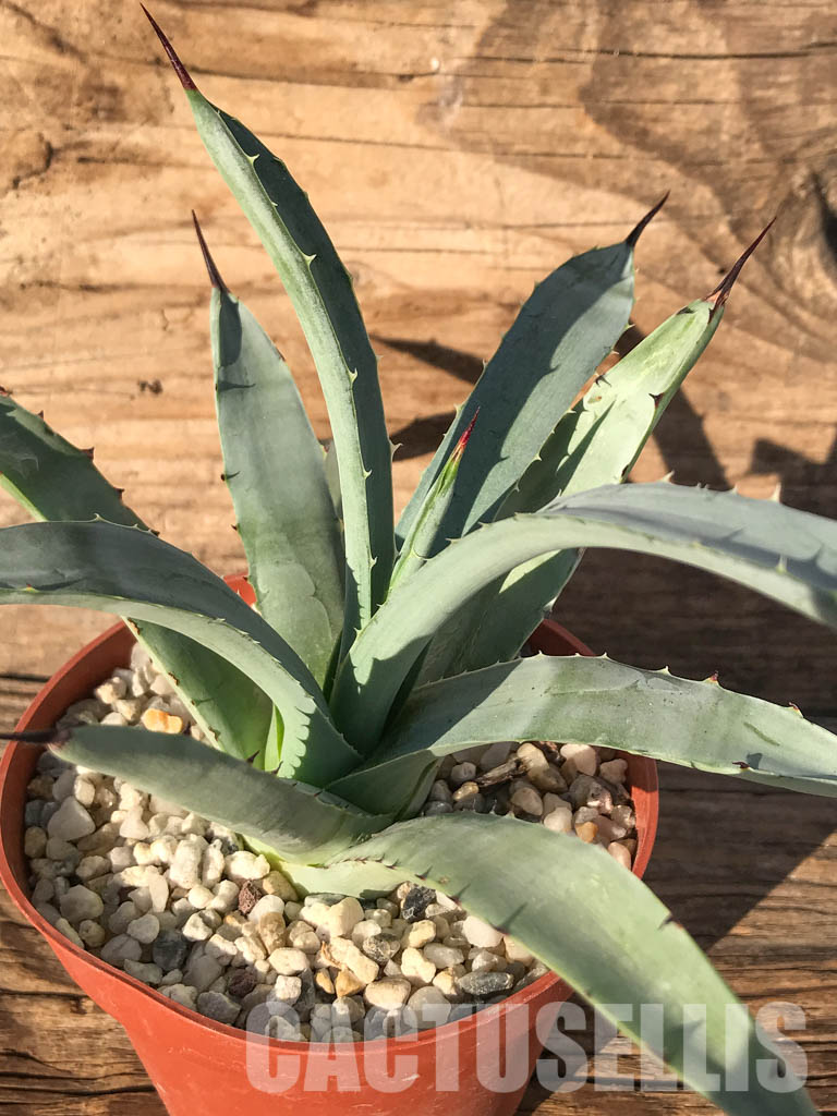 SHPR4599 Agave macroacantha 'Little Penguins'