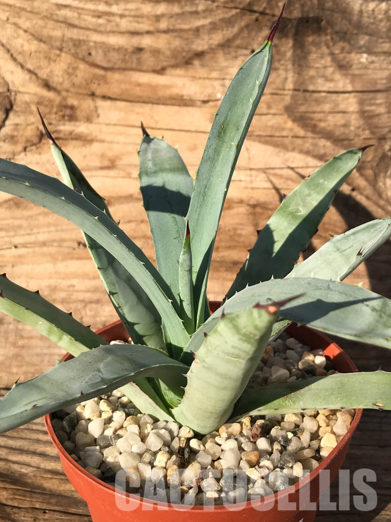 SHPR4599 Agave macroacantha 'Little Penguins' - immagine 3