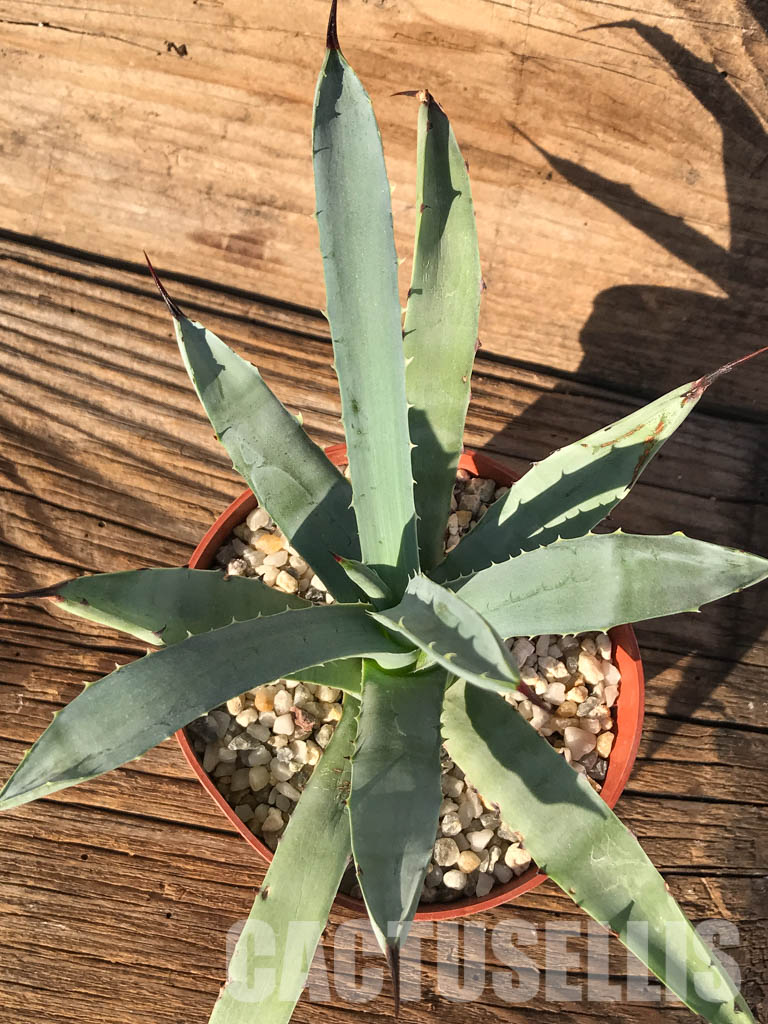 SHPR4599 Agave macroacantha 'Little Penguins' - immagine 4