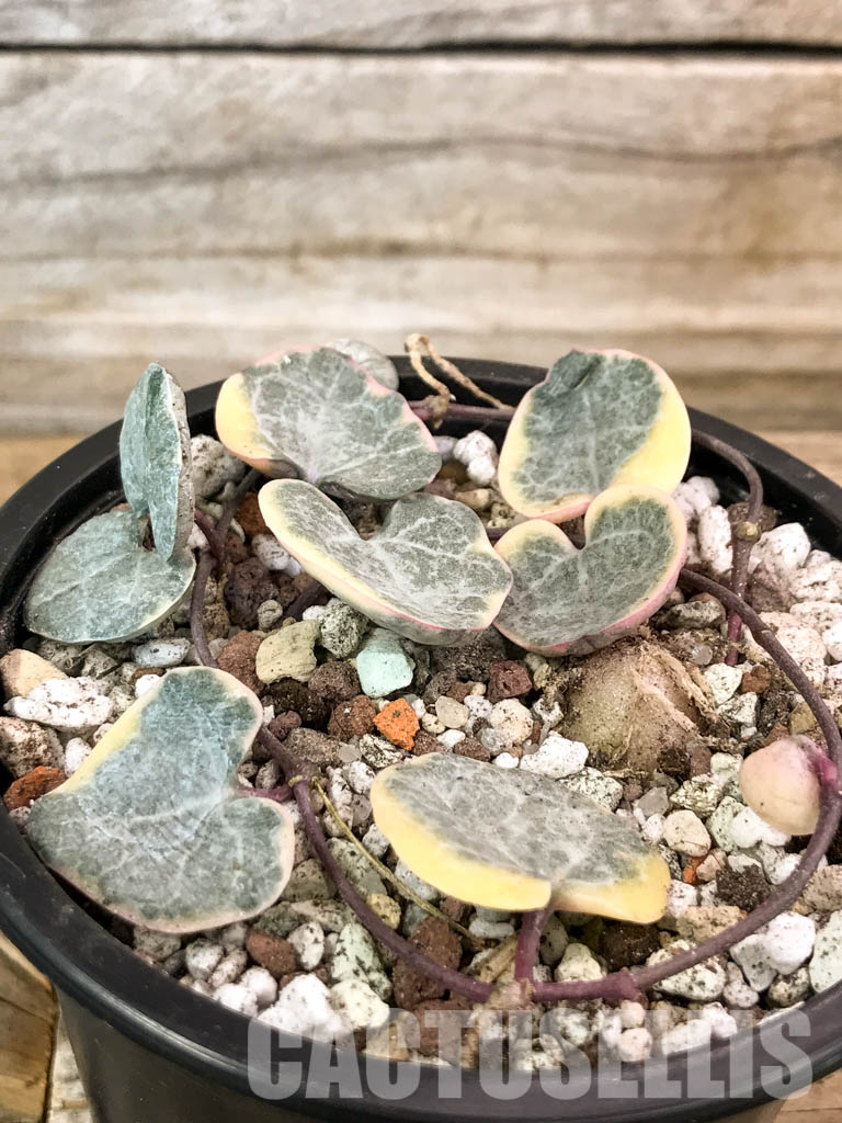 SHPR4601 Ceropegia woodii variegated - Imagen 2