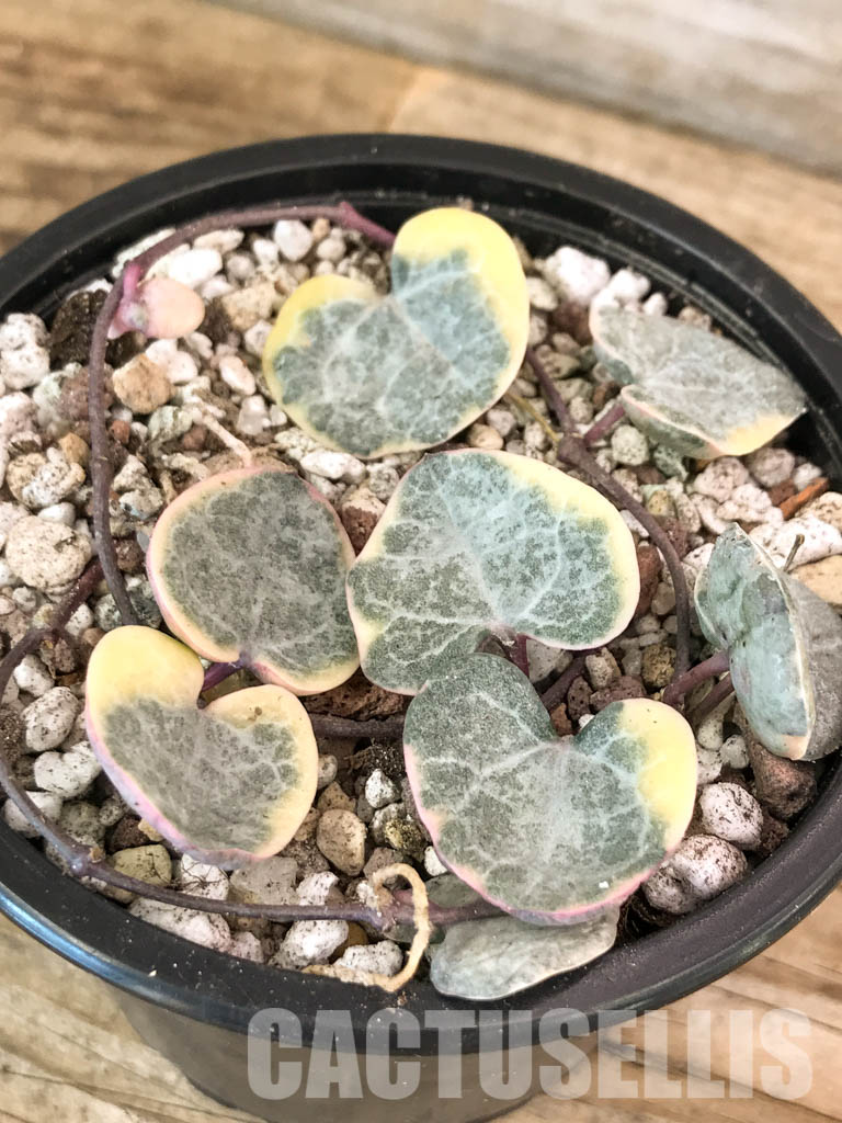 SHPR4601 Ceropegia woodii variegated - Imagen 3