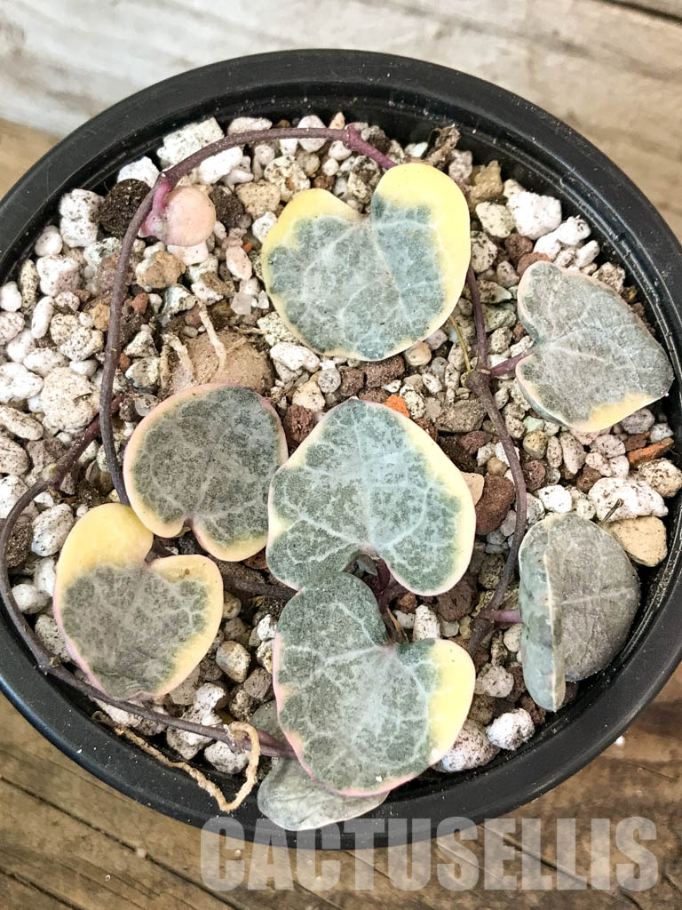 SHPR4601 Ceropegia woodii variegated