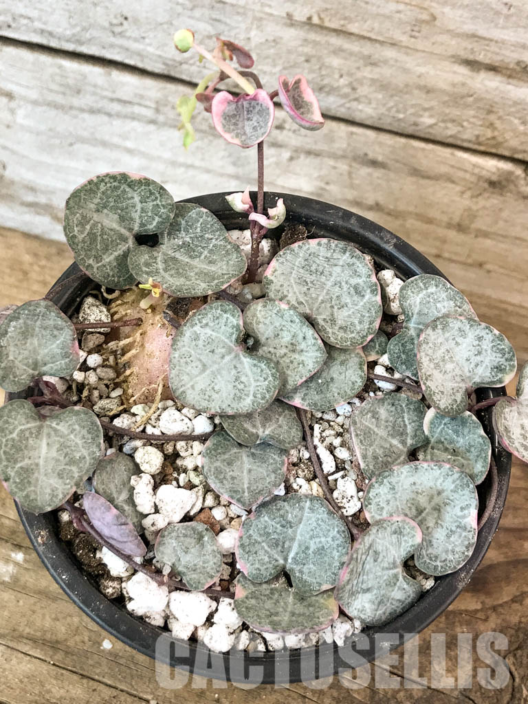 SHPR4601 Ceropegia woodii variegated - Imagen 5