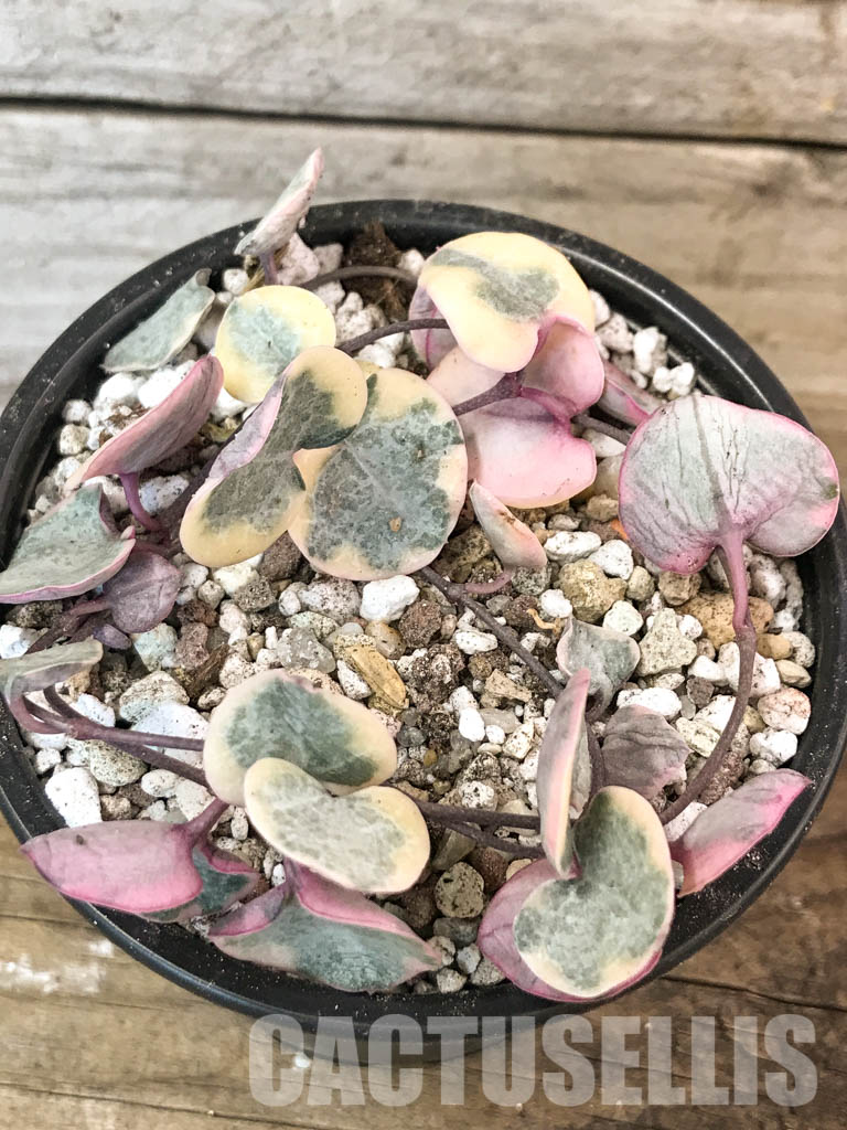 SHPR4601 Ceropegia woodii variegated - Imagen 6