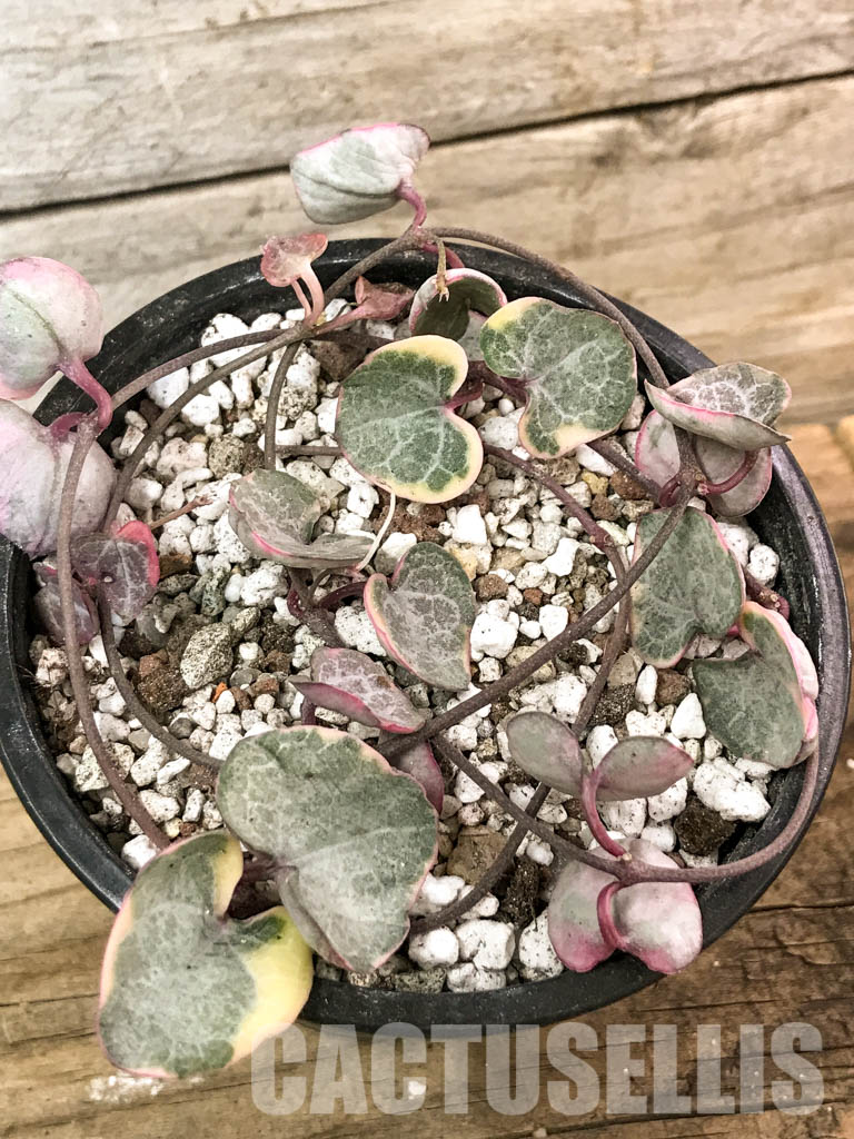 SHPR4601 Ceropegia woodii variegated - Imagen 7