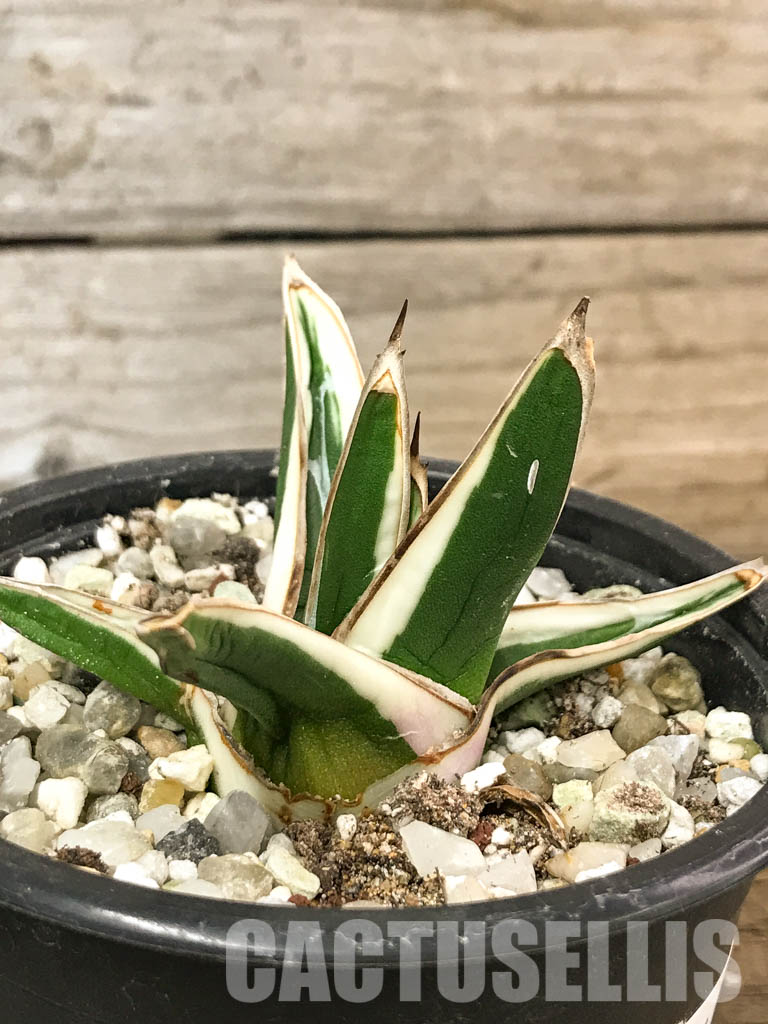 SHPR4602 Agave Victoria Reginae Albomarginata “White Rhino” - Image 2