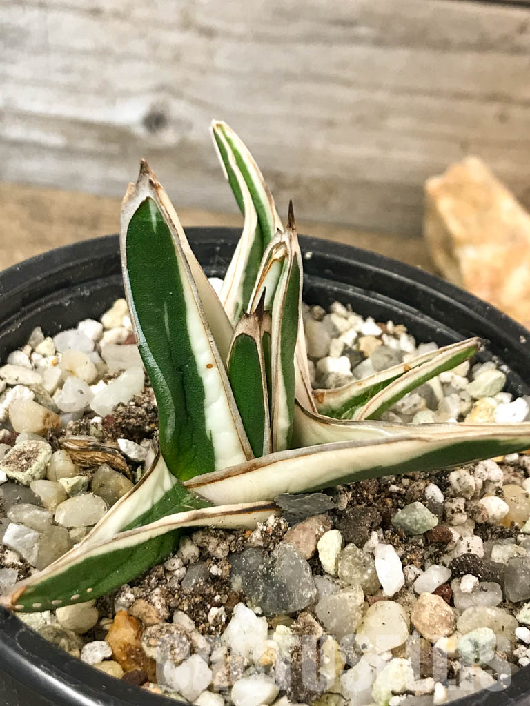 SHPR4602 Agave Victoria Reginae Albomarginata “White Rhino” - Image 6