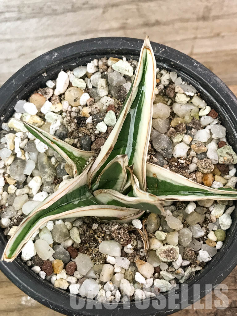 SHPR4602 Agave Victoria Reginae Albomarginata “White Rhino” - Image 7