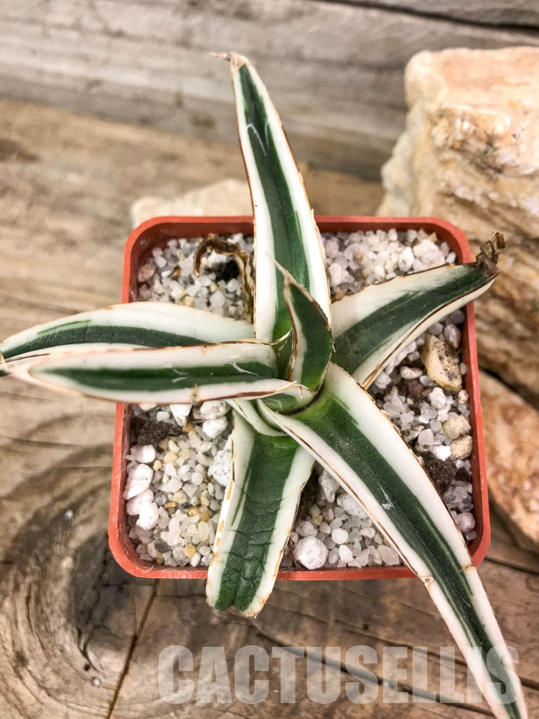 SHPR4602 Agave Victoria Reginae Albomarginata “White Rhino” - Image 5