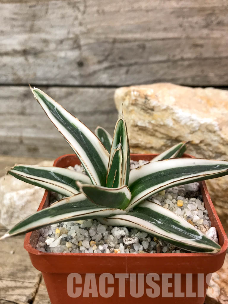SHPR4602 Agave Victoria Reginae Albomarginata “White Rhino” - Image 4