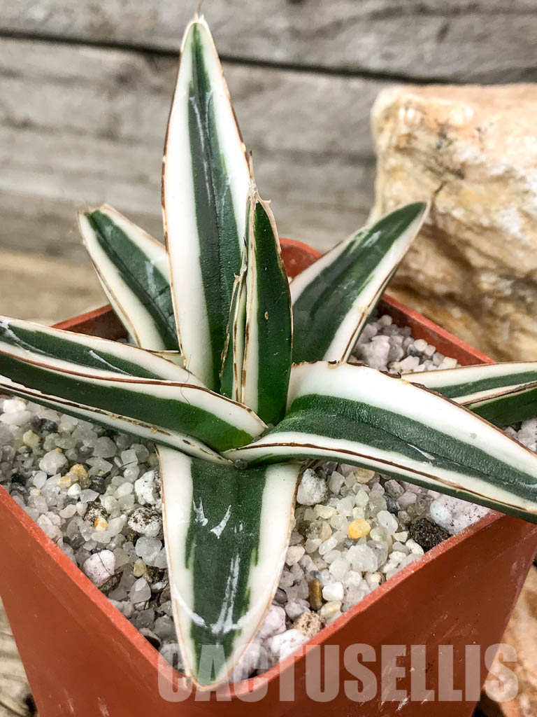 SHPR4602 Agave Victoria Reginae Albomarginata “White Rhino” - Image 3