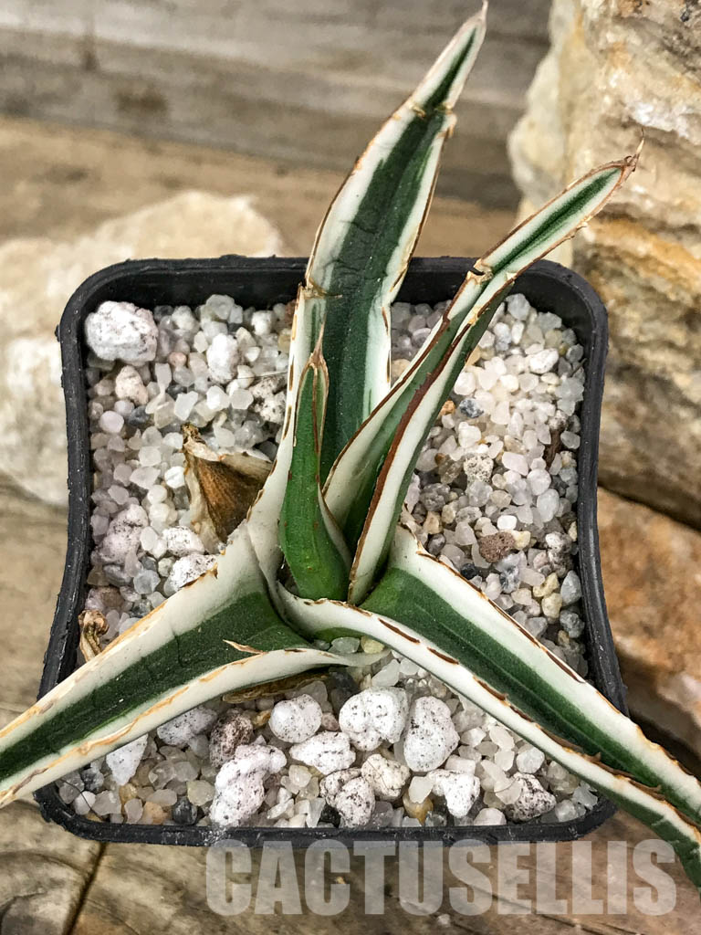 SHPR4602 Agave Victoria Reginae Albomarginata “White Rhino” - Image 8