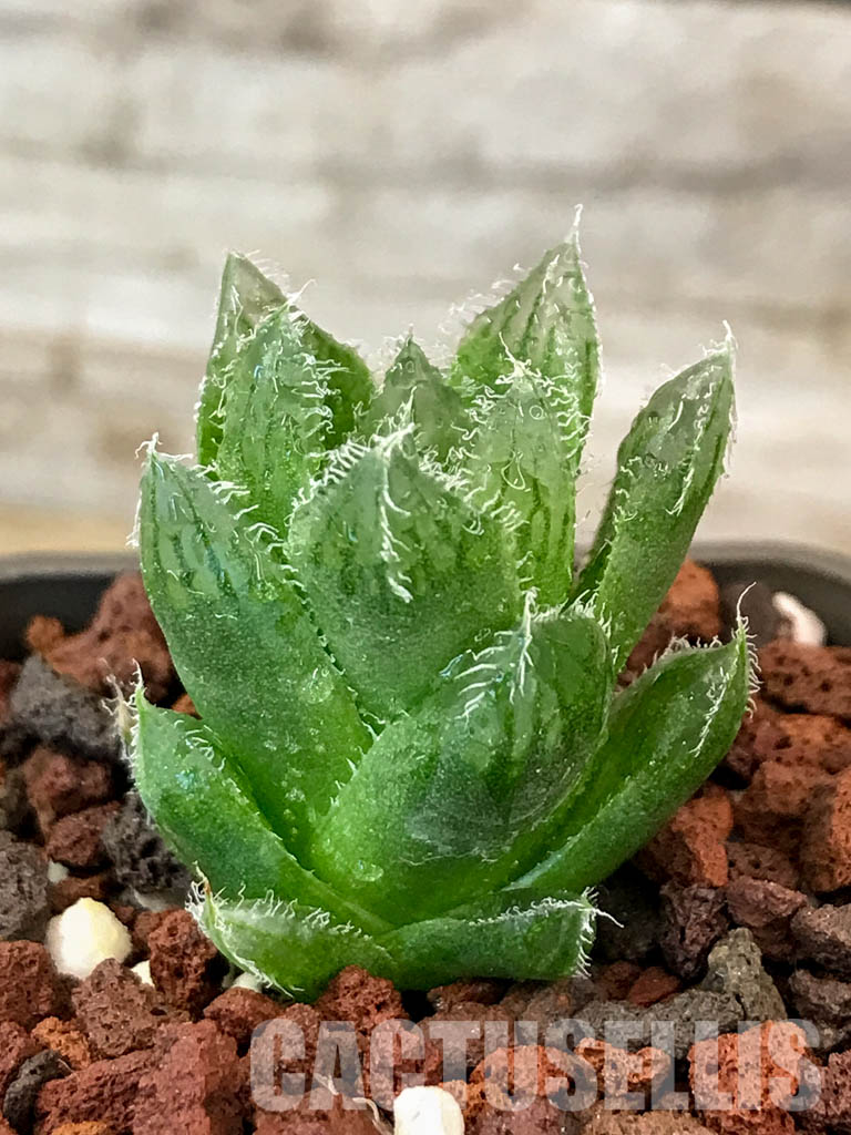 SHPR4605 Haworthia hybrid