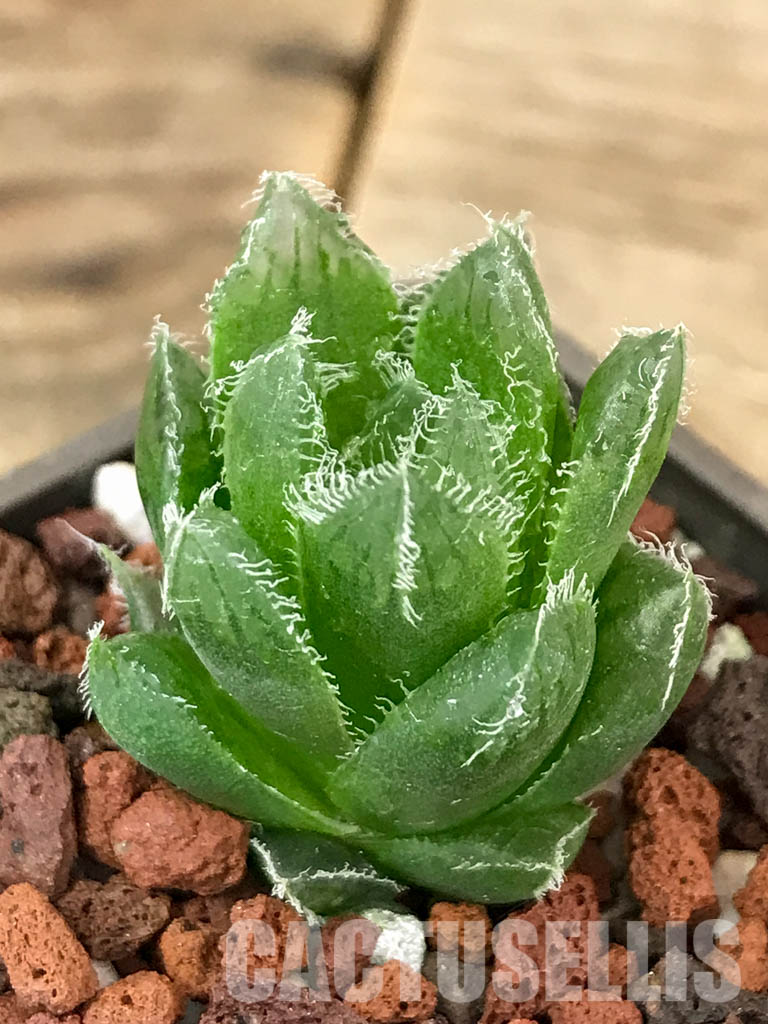 SHPR4605 Haworthia hybrid - immagine 3