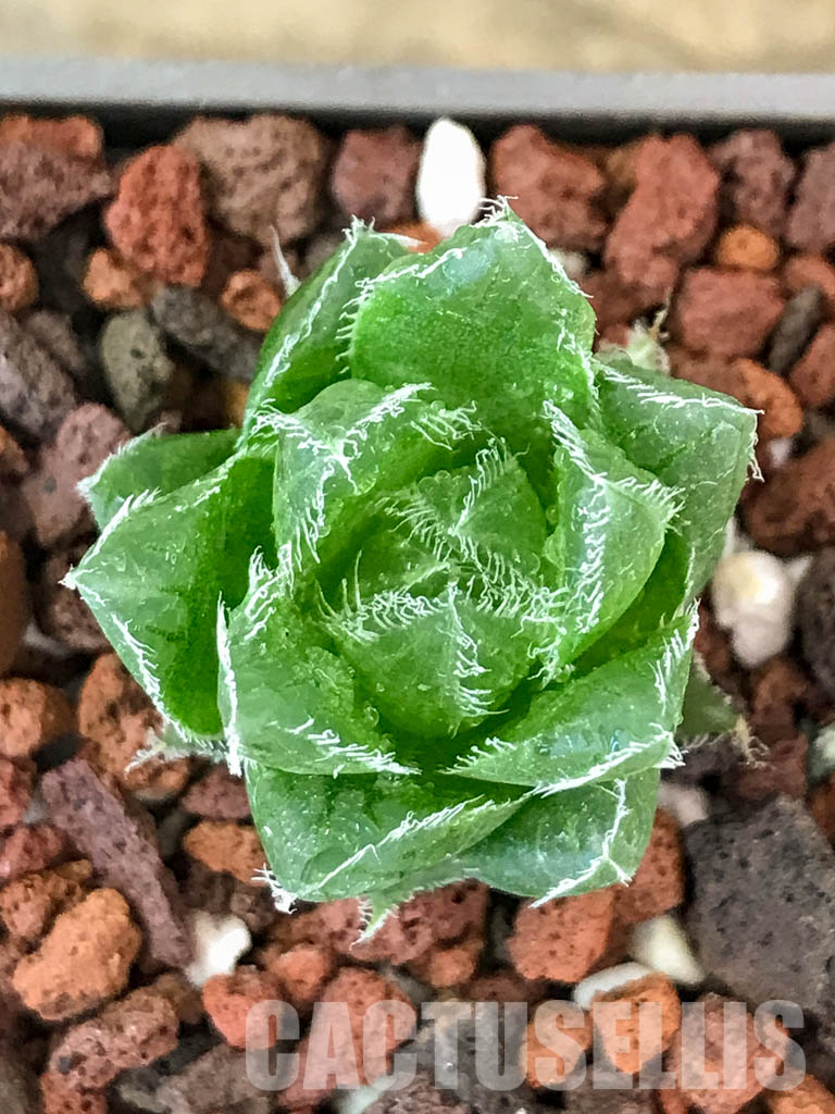 SHPR4605 Haworthia hybrid - immagine 4