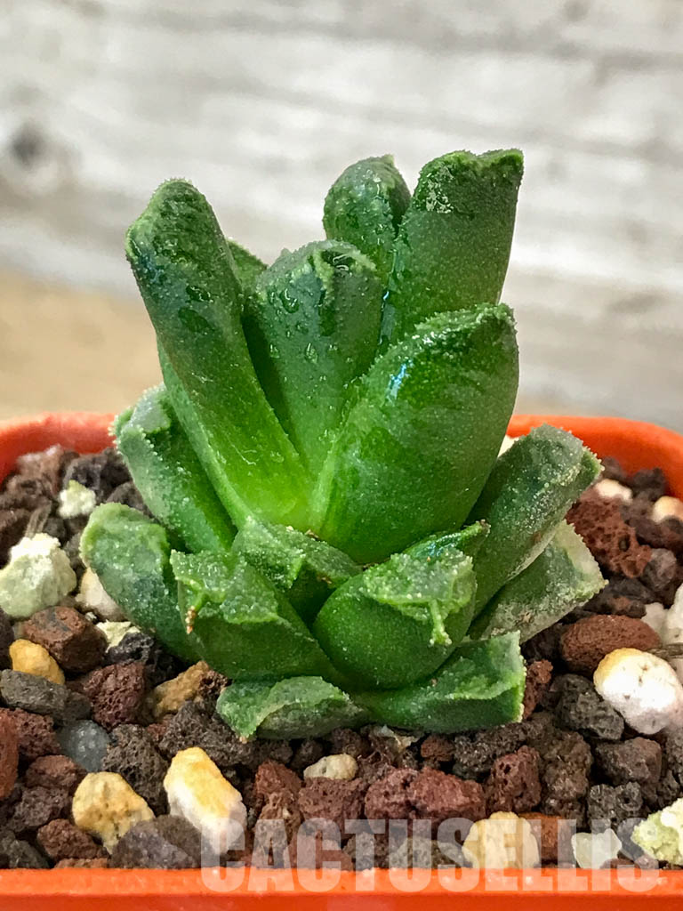 SHPR4606 Haworthia 'Kegani' (truncata x retusa) VA 4776 Japan - Image 2