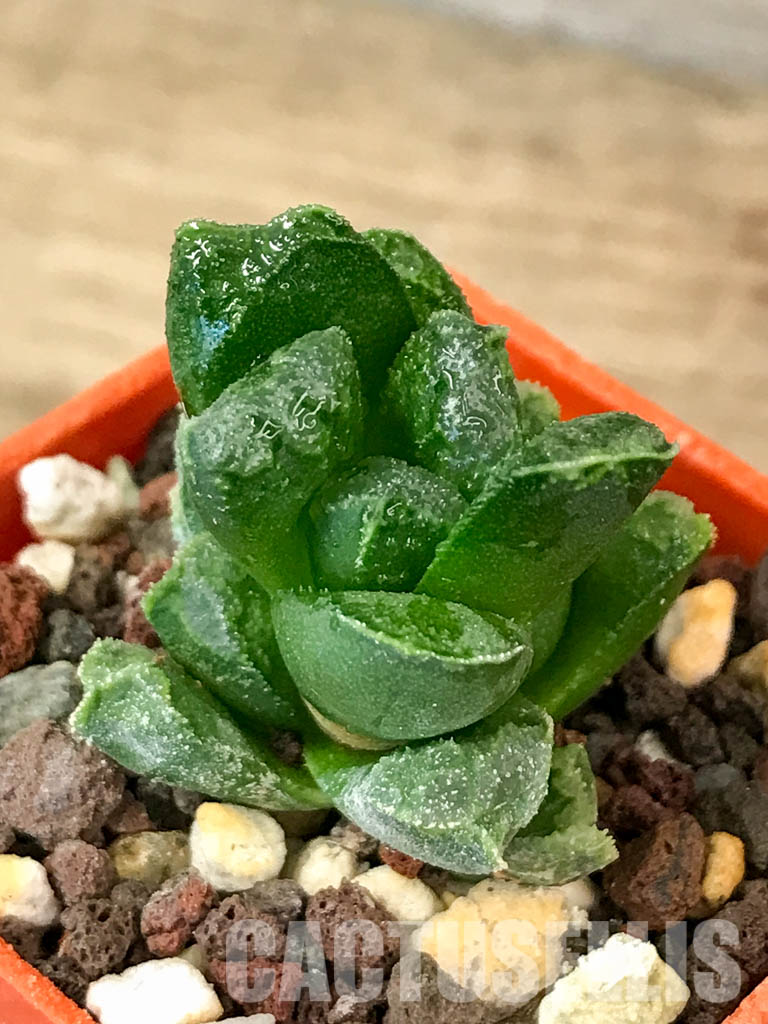 SHPR4606 Haworthia 'Kegani' (truncata x retusa) VA 4776 Japan - Image 3