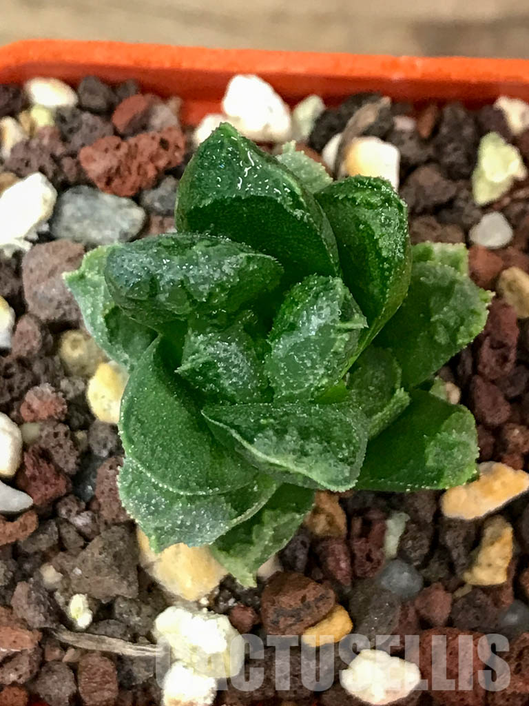 SHPR4606 Haworthia 'Kegani' (truncata x retusa) VA 4776 Japan