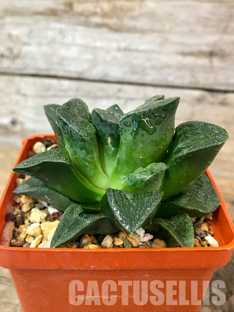 SHPR4608 Haworthia 'Alligator Pair' hybrid - immagine 2