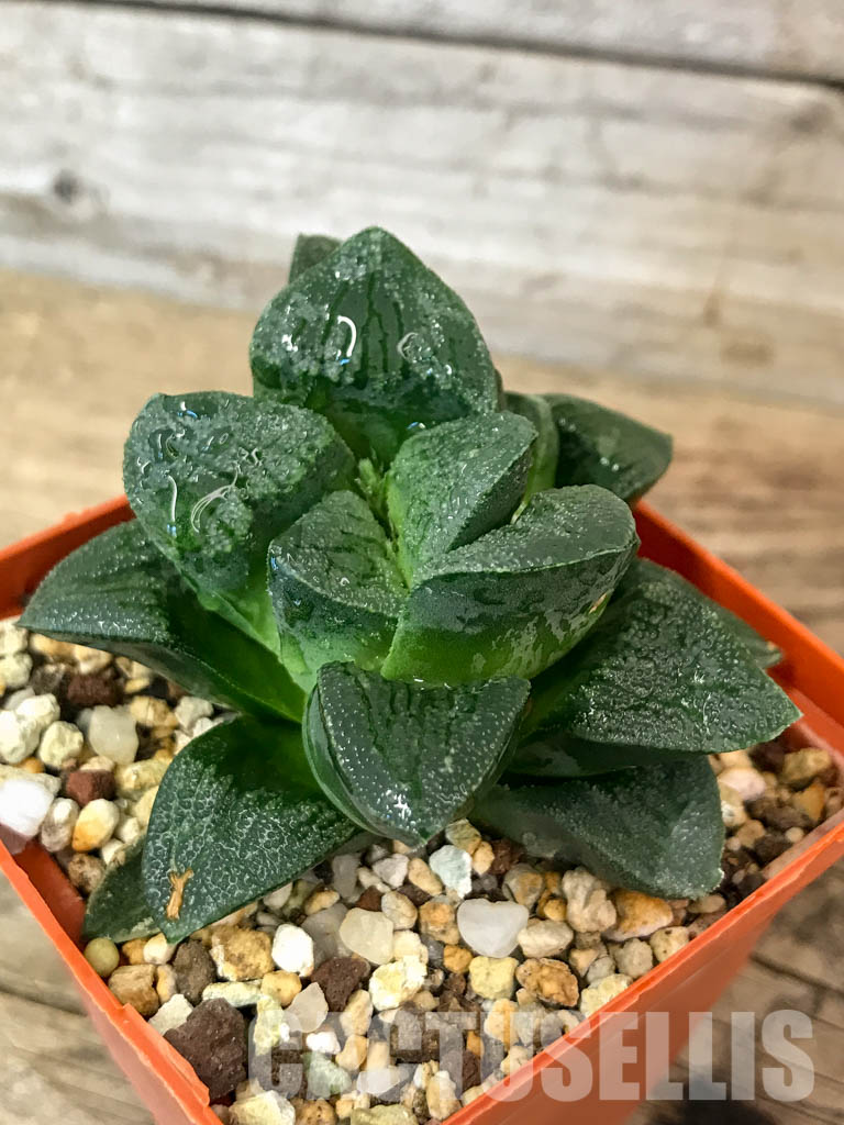 SHPR4608 Haworthia 'Alligator Pair' hybrid - immagine 3