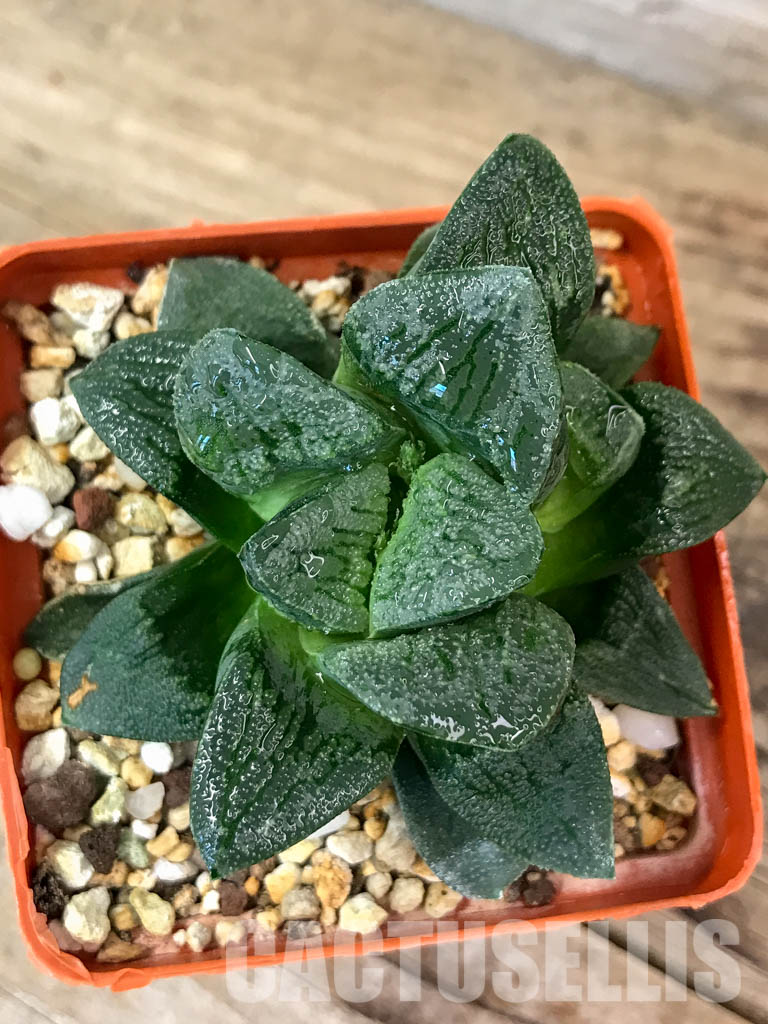 SHPR4608 Haworthia 'Alligator Pair' hybrid