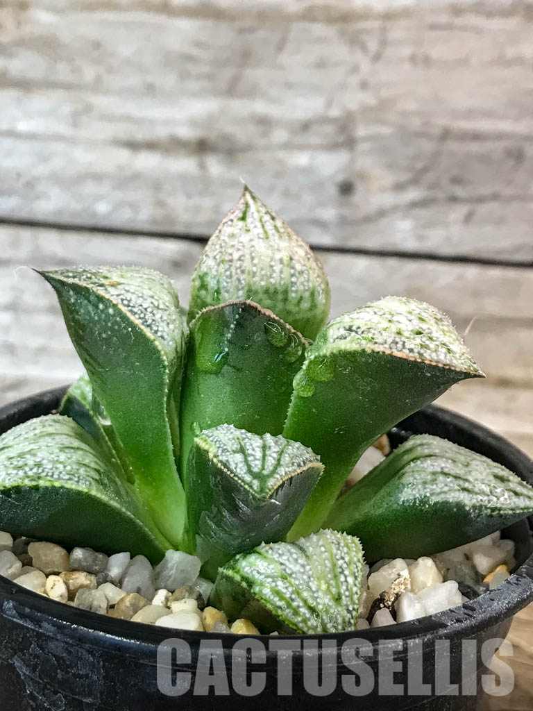 SHPR4609 Haworthia 'Imperial concubine' - Obrázek 2