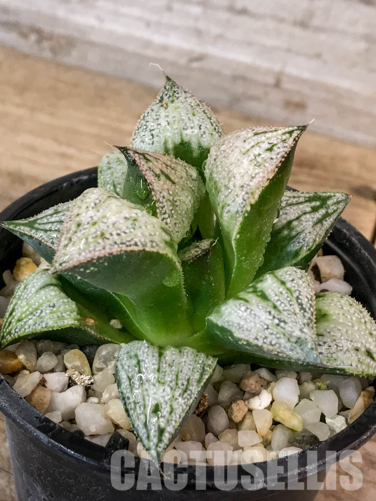 SHPR4609 Haworthia 'Imperial concubine' - Obrázek 3