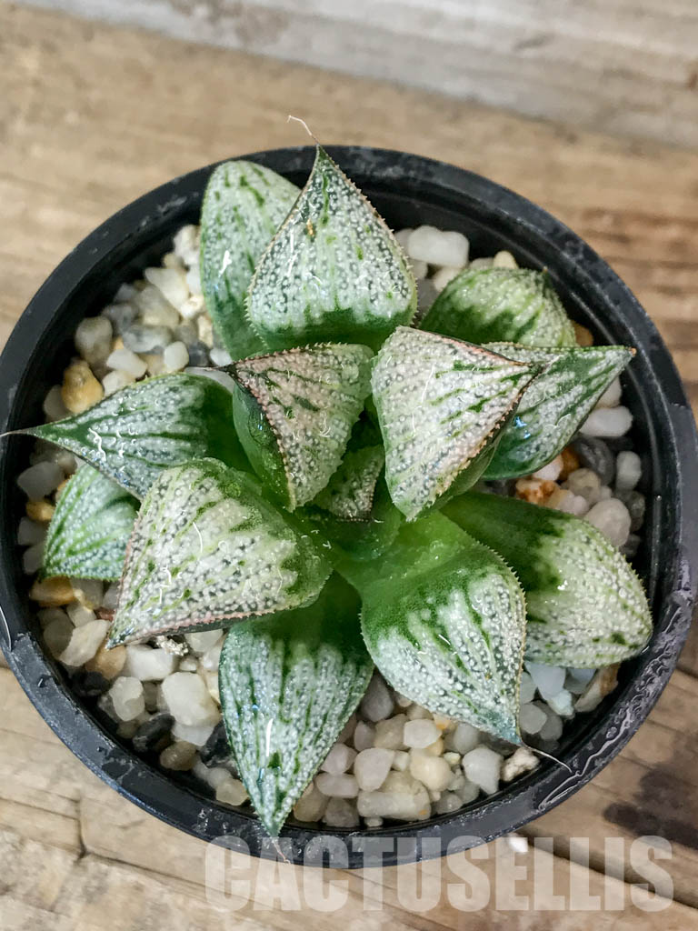 SHPR4609 Haworthia 'Imperial concubine' - Obrázek 4