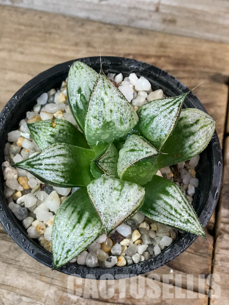 SHPR4609 Haworthia 'Imperial concubine' - Obrázek 5