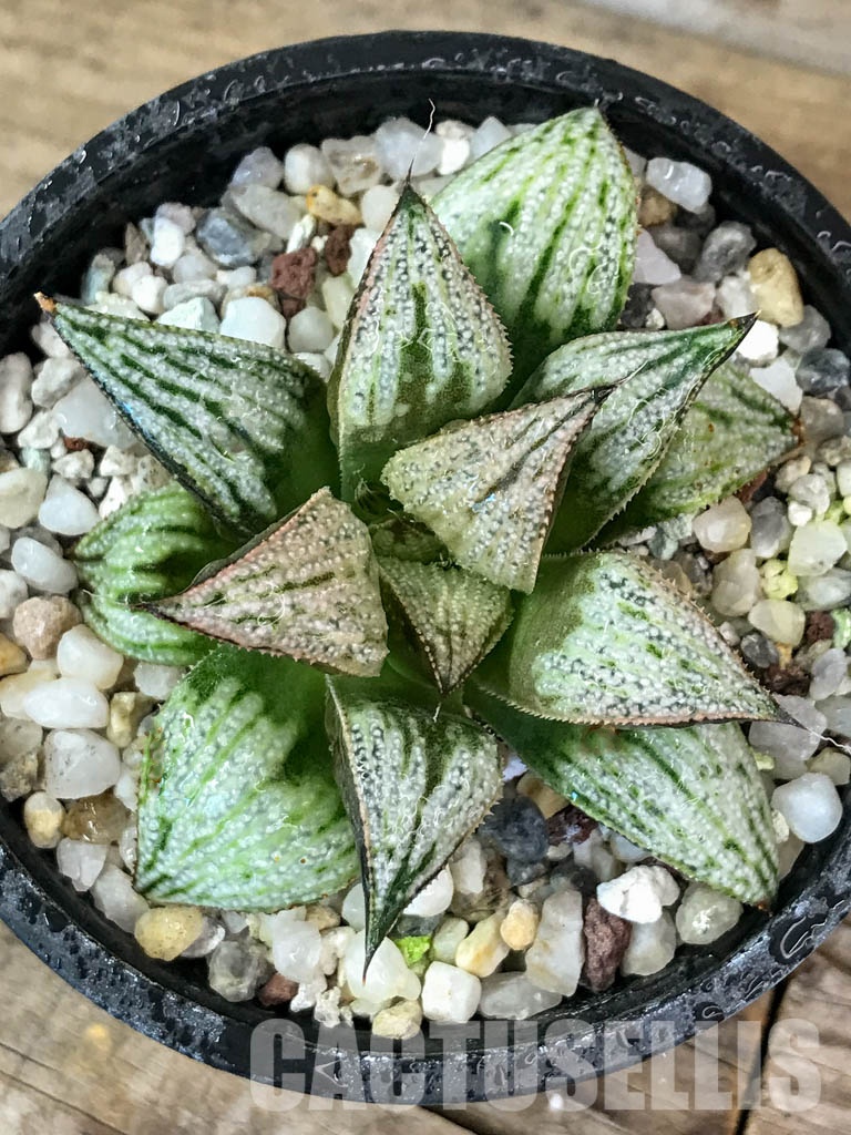 SHPR4609 Haworthia 'Imperial concubine'