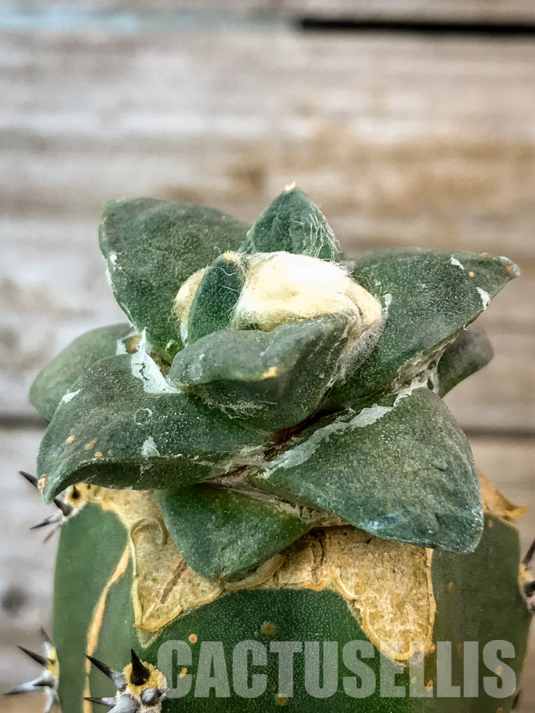 SHPR4619 Ariocarpus retusus subsp. trigonus, Mexico, grafted - immagine 2