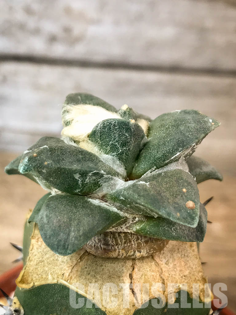 SHPR4619 Ariocarpus retusus subsp. trigonus, Mexico, grafted - immagine 3