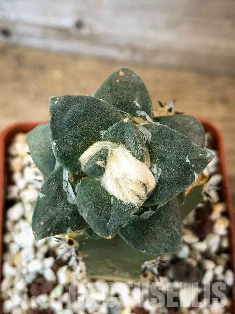 SHPR4619 Ariocarpus retusus subsp. trigonus, Mexico, grafted