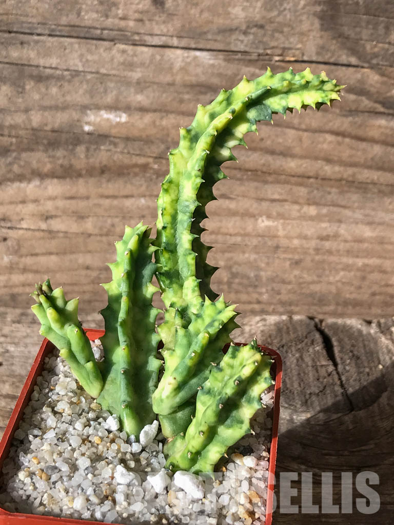 SHPR4630 Huernia zebrina variegated, South Africa - immagine 2