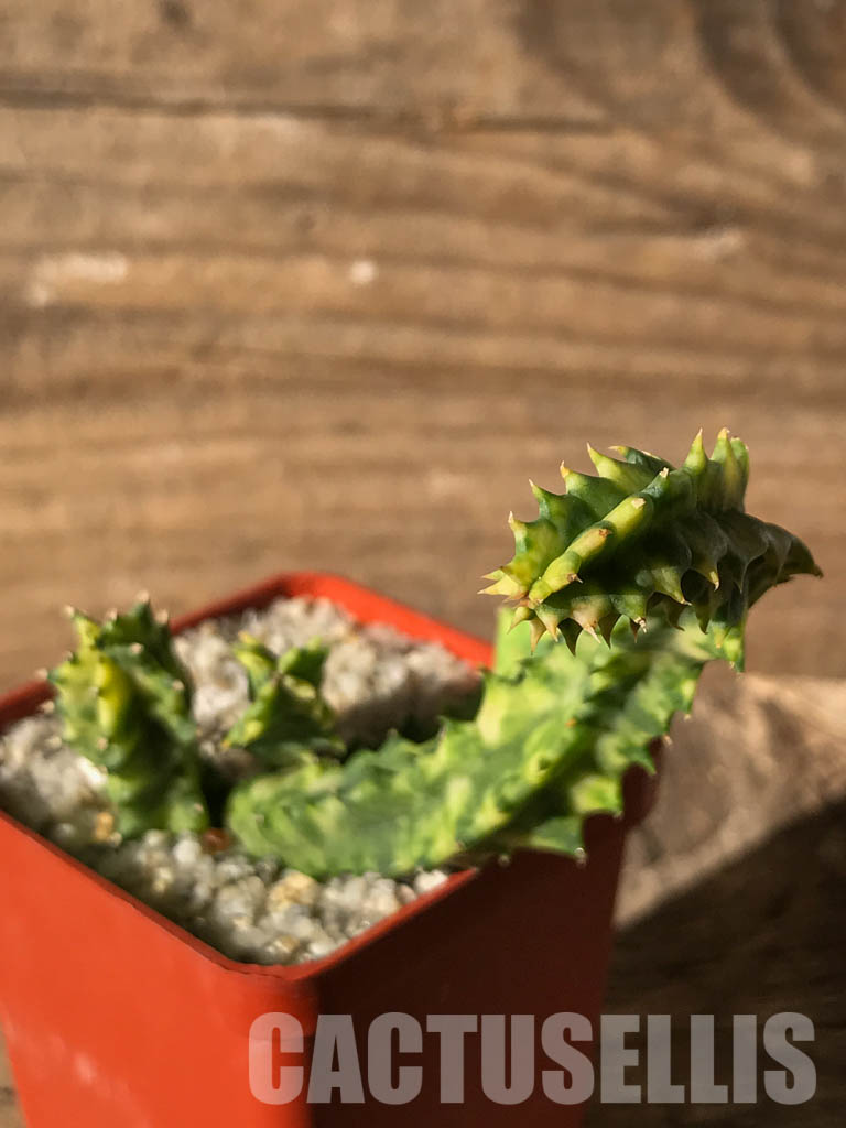 SHPR4630 Huernia zebrina variegated, South Africa - immagine 3