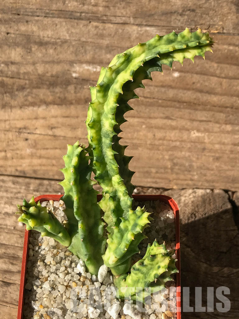 SHPR4630 Huernia zebrina variegated, South Africa