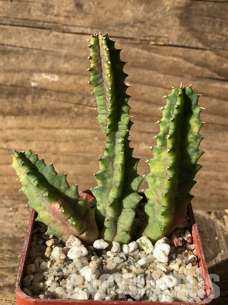 SHPR4633 Huernia zebrina variegated, South Africa - immagine 2