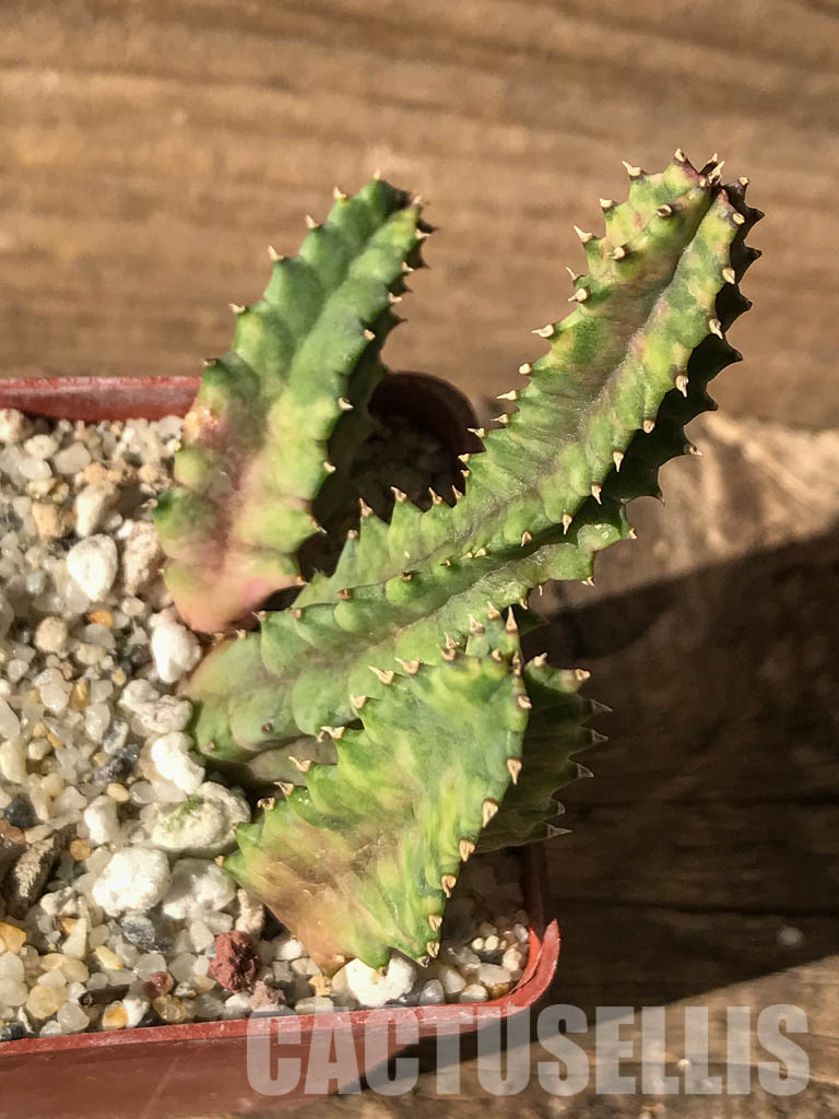 SHPR4633 Huernia zebrina variegated, South Africa - immagine 4