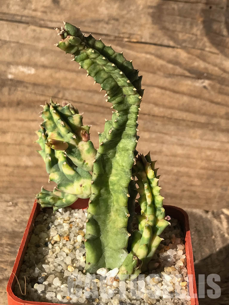 SHPR4634 Huernia zebrina variegated, South Africa - Image 2