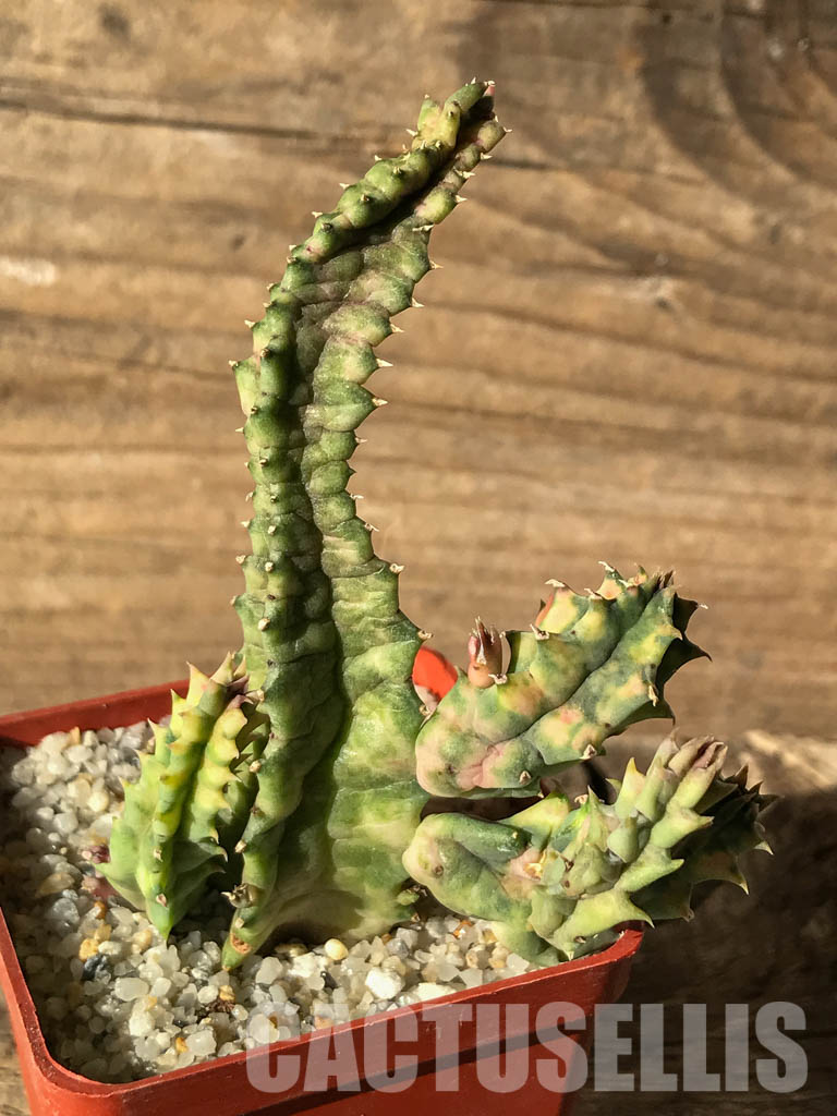 SHPR4634 Huernia zebrina variegated, South Africa - Image 3