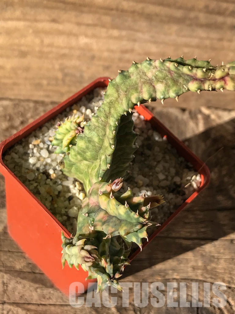 SHPR4634 Huernia zebrina variegated, South Africa